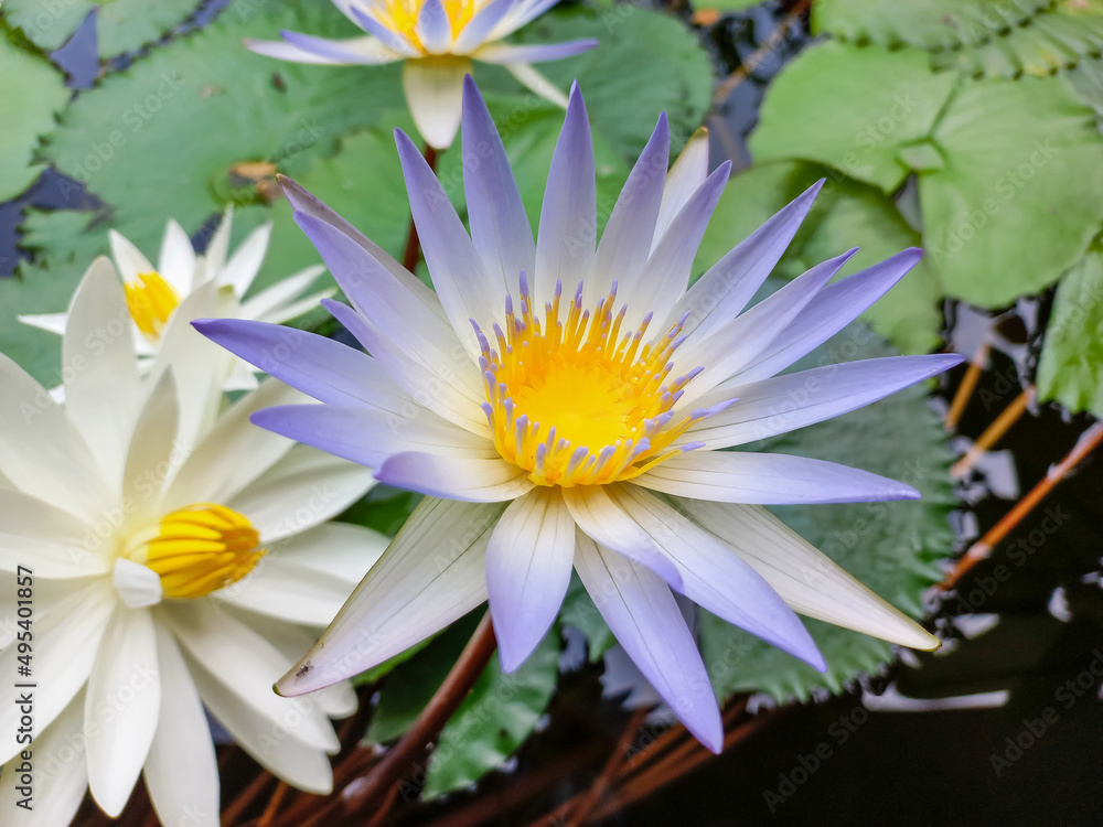 close up water lily in the pond close up water lily in the pond