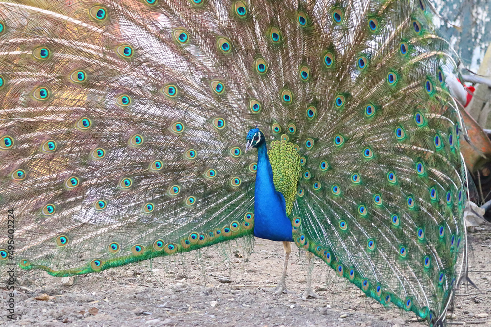 Obraz premium Peafowl - Peacock, large bright blue bird, fanning its beautiful feathers in a courtship ritual on a farm.