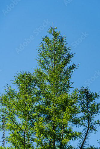 Green graceful foliage of Bald Cypress Taxodium Distichum (bog cypress, white cypress, red bay or high tide cypress). Close-up. Public Landscape City Park Krasnodar or Galitsky Park. Spring 2021 photo