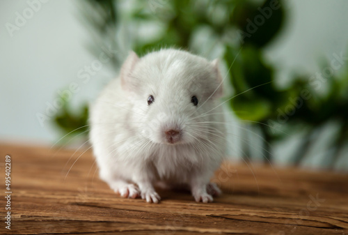 Our little white chinchilla looking at the camera, portrait