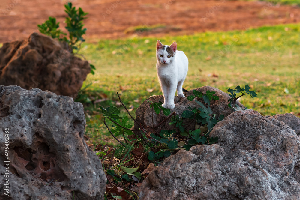 cat among the boulders at the edge of the field