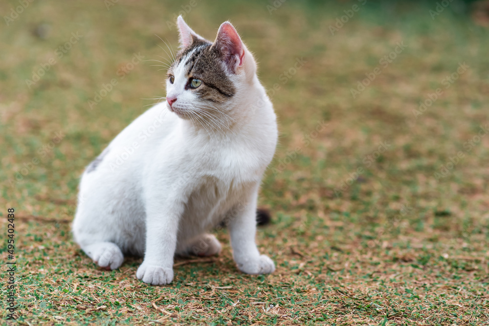 cat on the lawn warily looks to the side, close-up cat on the lawn warily looks to the side, close-up