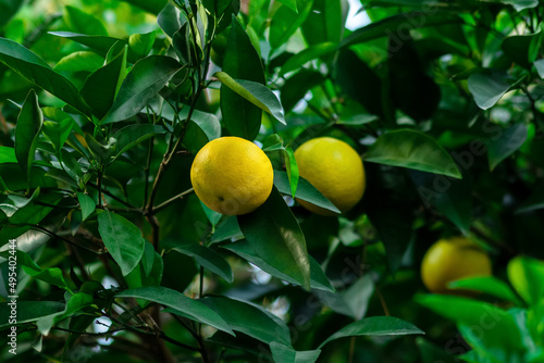 ripening citrus fruits on a branch among foliage