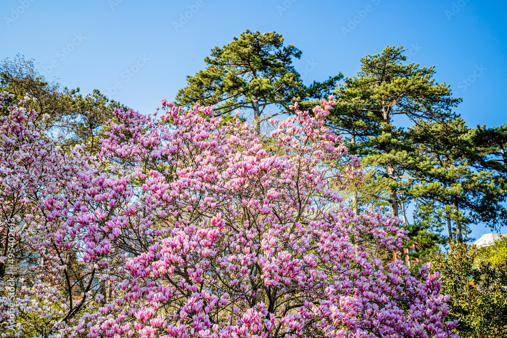 Magnolia Soulangeana