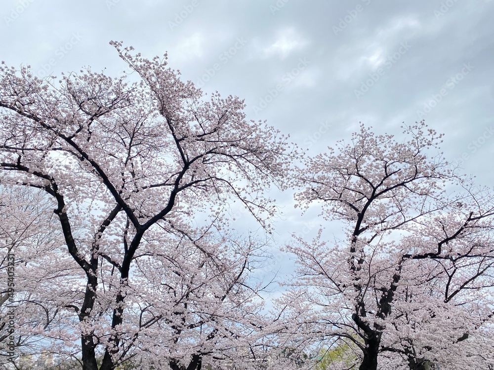 tree in bloom