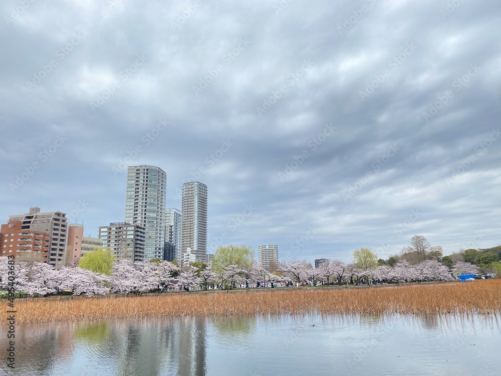 Obraz premium city panorama, sakura season in Japan, Ueno Tokyo Shinobazu pond, March 28th, 2022
