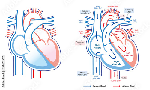 Print op canvas Human heart anatomy simple clean illustration explaining the blood flow