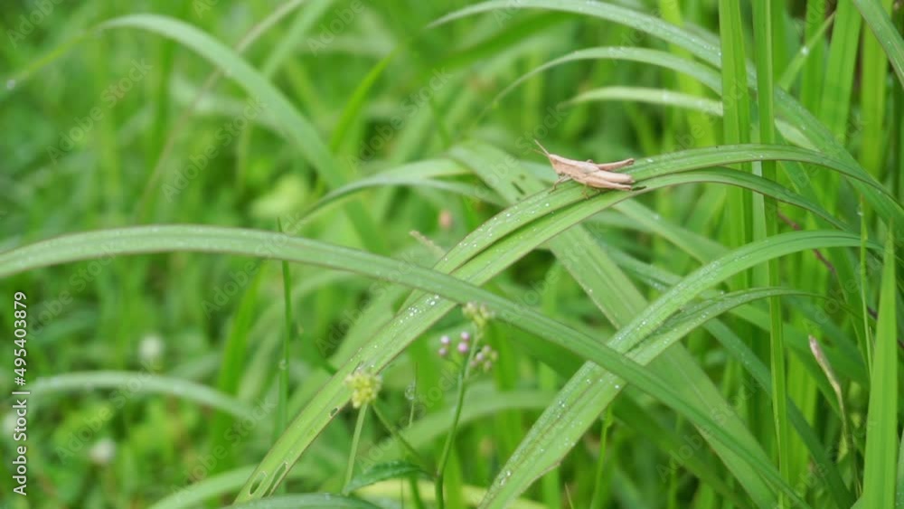 Tiny brown grasshoper insect on a lemon grass field