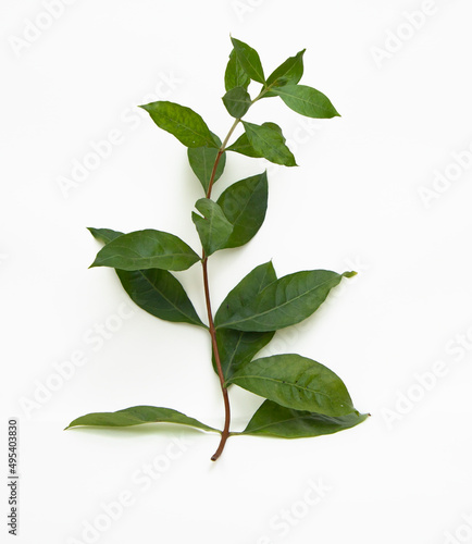 Green Henna leaves ( Mehendi pata) isolated on white Background