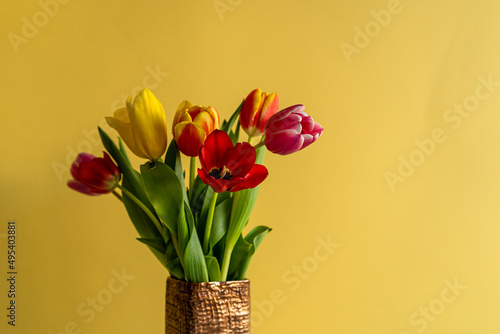 Multicolored tulips on yellow background with copy space for text. Bouquet of spring flowers. Isolated on yellow background.  Mother's Day, Valentines, Anniversary, Easter, Birthday.
