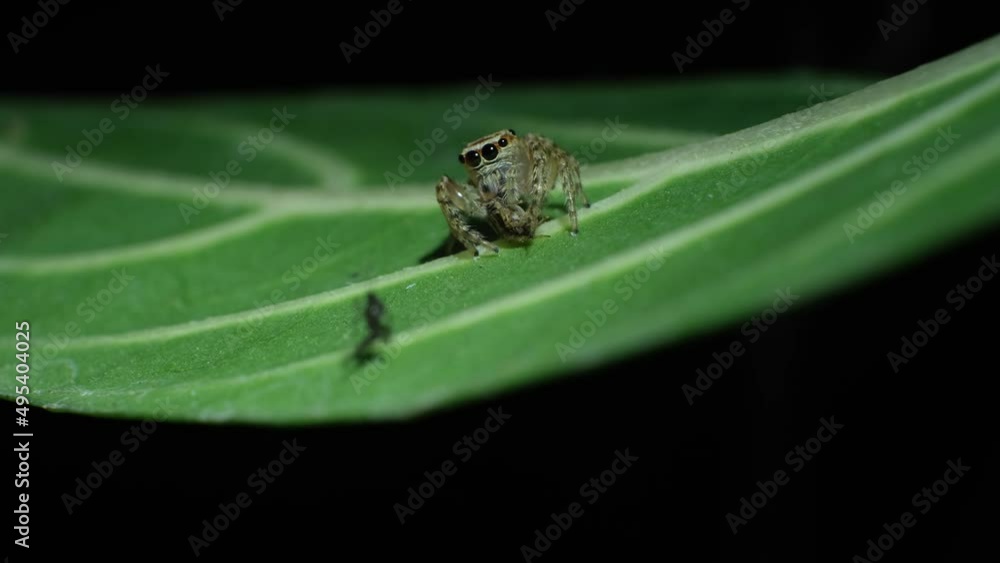 Bagheera Kiplingi Spider On Green Leaf With Its Prey. close up Bagheera Kiplingi Spider On Green Leaf With Its Prey. close up