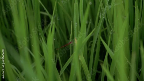 Close-up of red dragon fly insect on a grass leaf photo