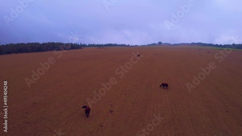 Aerial Flying Over Farmland Province of Bergueda, in Catalonia With Cows Grazing. Dolly Back photo
