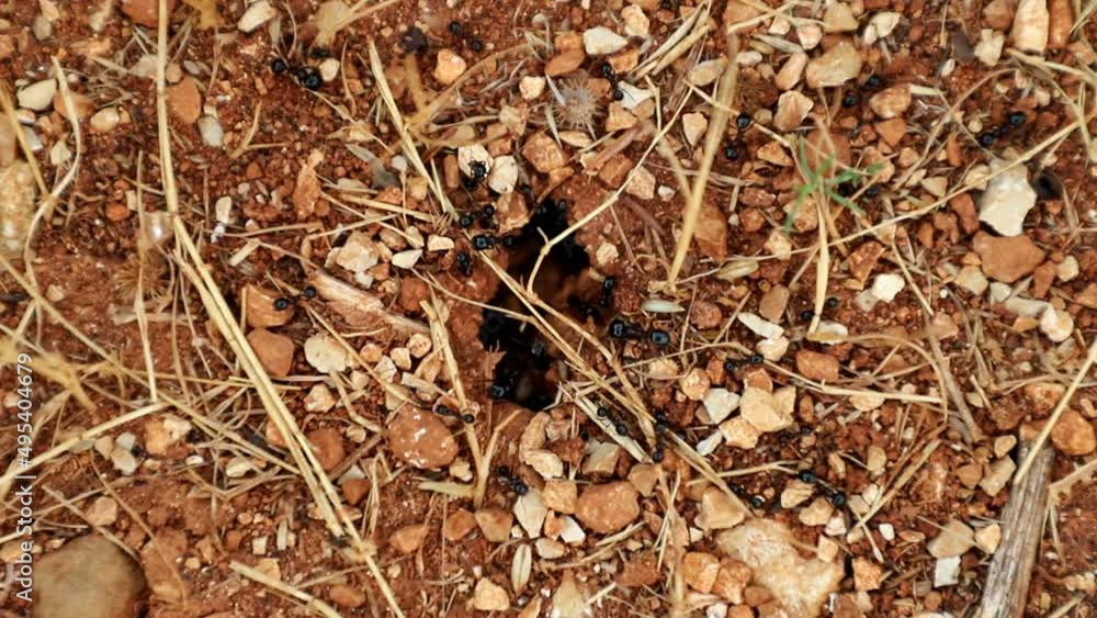 Ants entering and leaving an anthill Ants entering and leaving an anthill