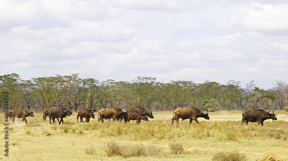 A herd of African buffalo grazes on a green pasture in the African savannah in a national park in Kenya. African buffaloes in the wild. A herd of African buffalo grazes on a green pasture in the African savannah in a national park in Kenya. African buffaloes in the wild.