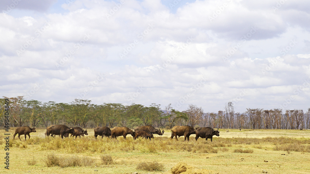 A herd of African buffalo grazes on a green pasture in the African savannah in a national park in Kenya. African buffaloes in the wild.