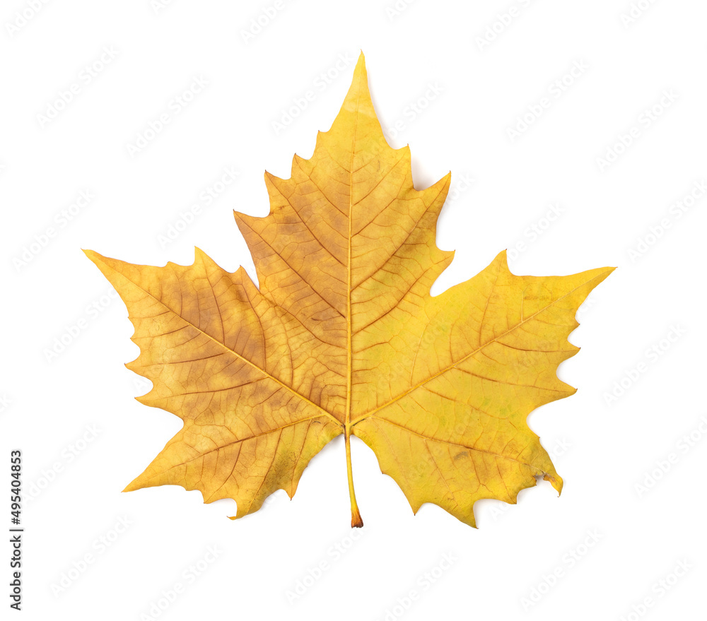 Sycamore Autumn Leaf Isolated Sycamore Autumn Leaf Isolated