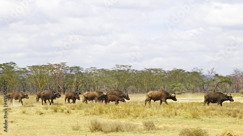 A herd of African buffalo grazes on a green pasture in the African savannah in a national park in Kenya. African buffaloes in the wild.