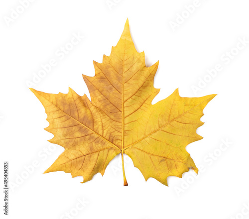 Wallpaper Mural Sycamore Autumn Leaf Isolated Torontodigital.ca