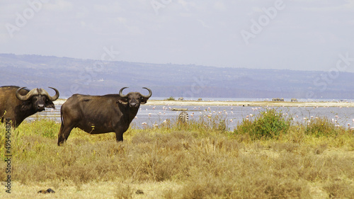 Wallpaper Mural African buffalo go for a drink to Lake Nakuru in Kenya National Park. African buffaloes in the wild.

 Torontodigital.ca