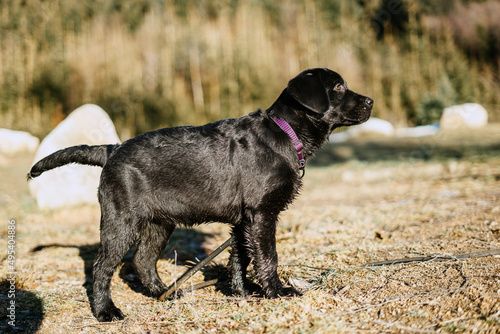 black labrador retriever