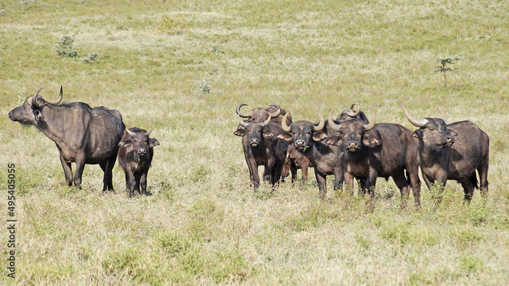 A herd of African buffalo grazes on a green pasture in the African savannah in a national park in Kenya. African buffaloes in the wild. A herd of African buffalo grazes on a green pasture in the African savannah in a national park in Kenya. African buffaloes in the wild.