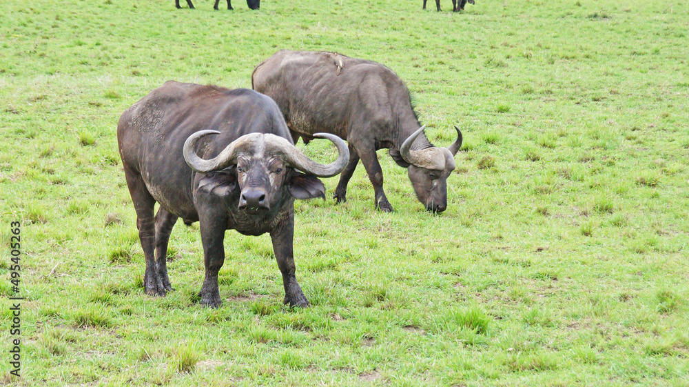 Obraz premium A herd of African buffalo grazes on a green pasture in the African savannah in a national park in Kenya. African buffaloes in the wild.
