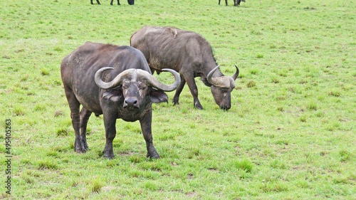 A herd of African buffalo grazes on a green pasture in the African savannah in a national park in Kenya. African buffaloes in the wild.