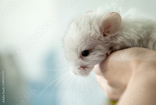 Our little white chinchilla looks ahead, sits on his hands and looks curiously