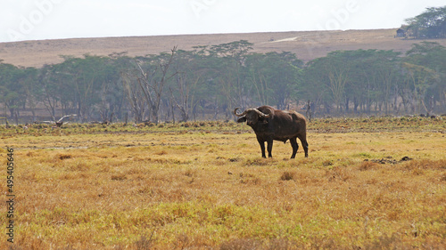 Fototapeta Naklejka Na Ścianę i Meble -  African buffalo graze on the green plains of the Kenyan savannah in the Maasai Mara National Park. Bull in the meadow. Male buffalo in the pasture.