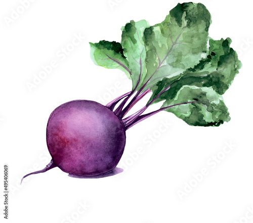 Watercolor beet. Rastr vegetable illustration for a cookbook, ingredients of recipes, advertising, cards for children and botanical magazines. Natural and organic agriculture.