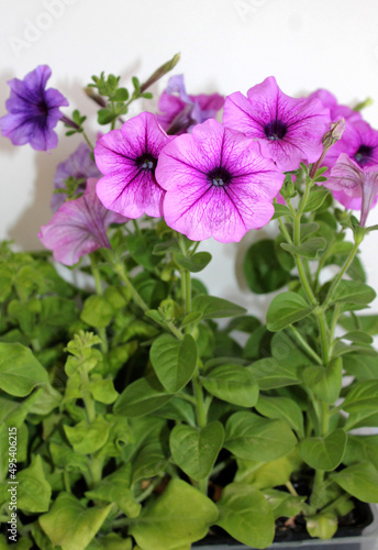 delicate bright airy petunia flowers for garden and landscape design