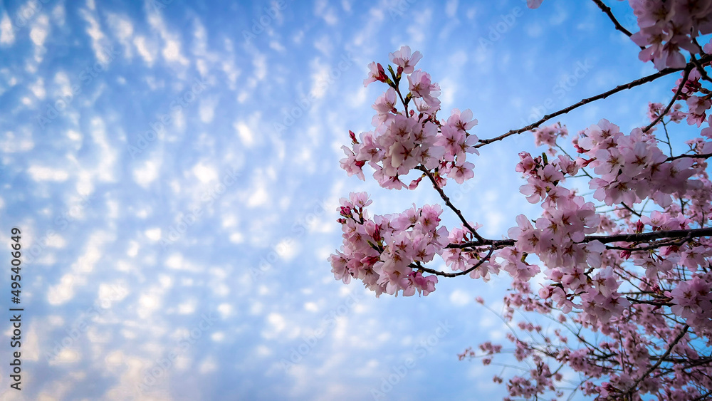 blossom in spring blossom in spring