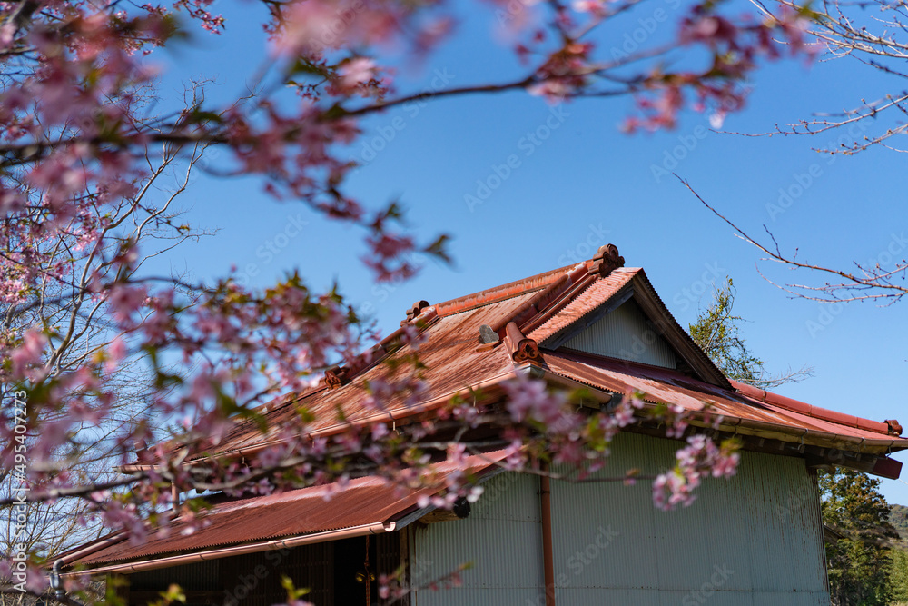 神社と桜