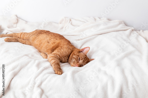 Cute ginger cat sleeps on bed with white fluffy blanket