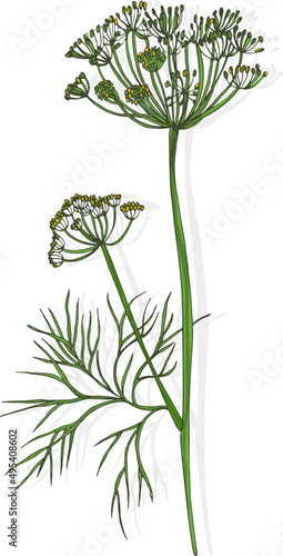 Dill Branch with Flowers Hand Drawn Illustration