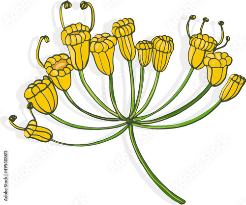Dill Flowers Hand Drawn Illustration