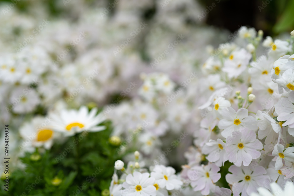 白い花 白い花