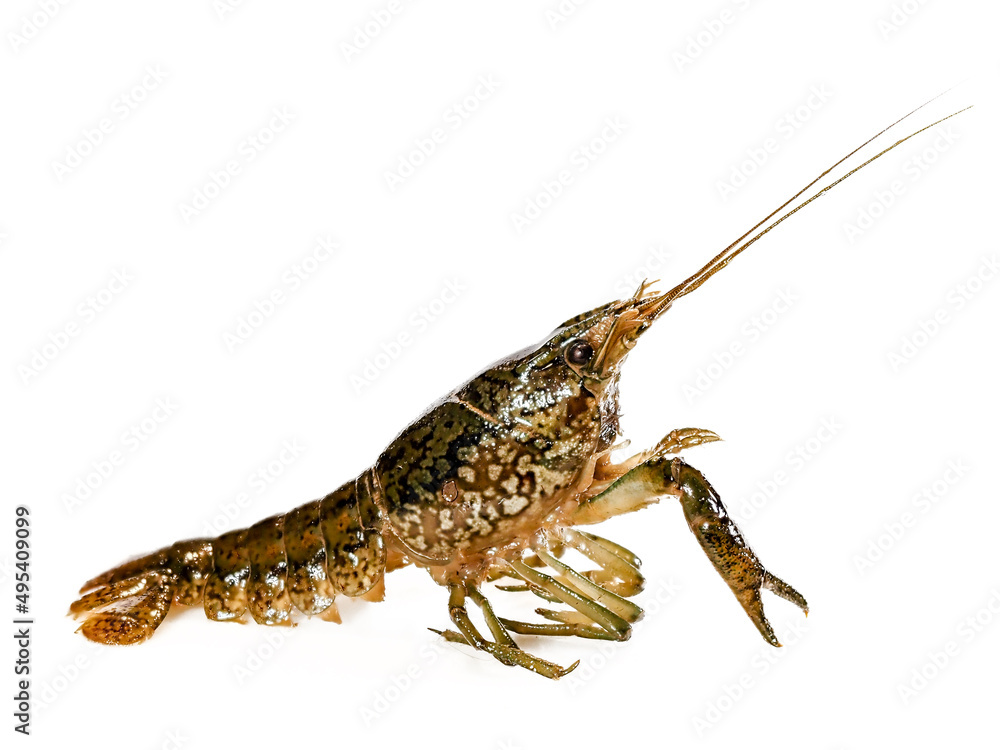 Marbled crayfish, Procambarus virginalis Marbled crayfish, Procambarus virginalis