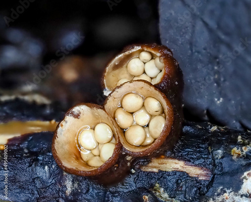 Common bird-nest fungus, Crucibulum laeve photo