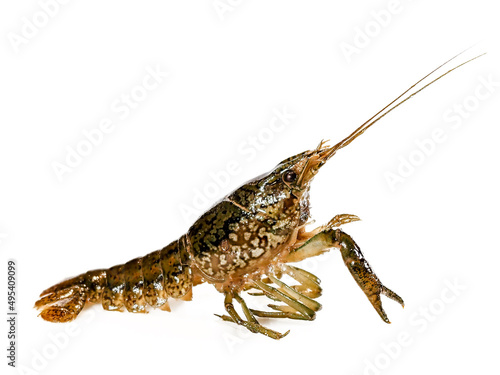 Marbled crayfish, Procambarus virginalis photo