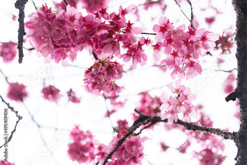 Wallpaper Mural 桜 Torontodigital.ca