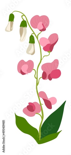 Sweet pea flower in blossom, blooming flora vector