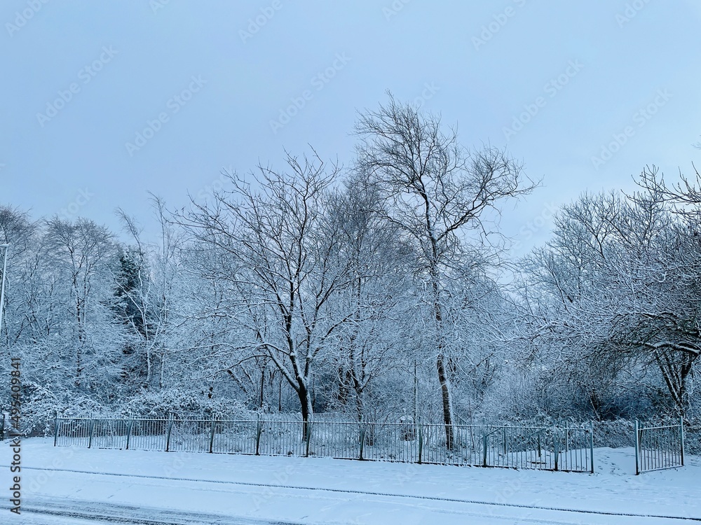 snow covered trees snow covered trees