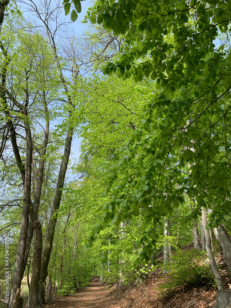 Waldlandschaft Griebnitzsee Uferweg Hirschberg Klein-Glienicke Berlin