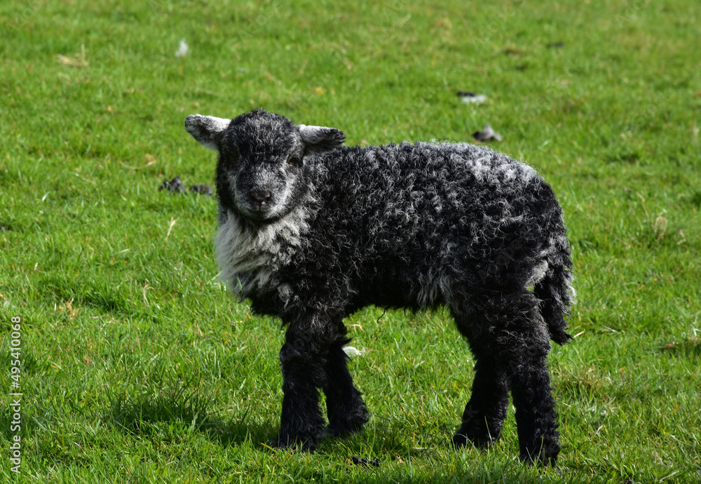 Farmland with an Adorable Black Lamb in a Field Farmland with an Adorable Black Lamb in a Field