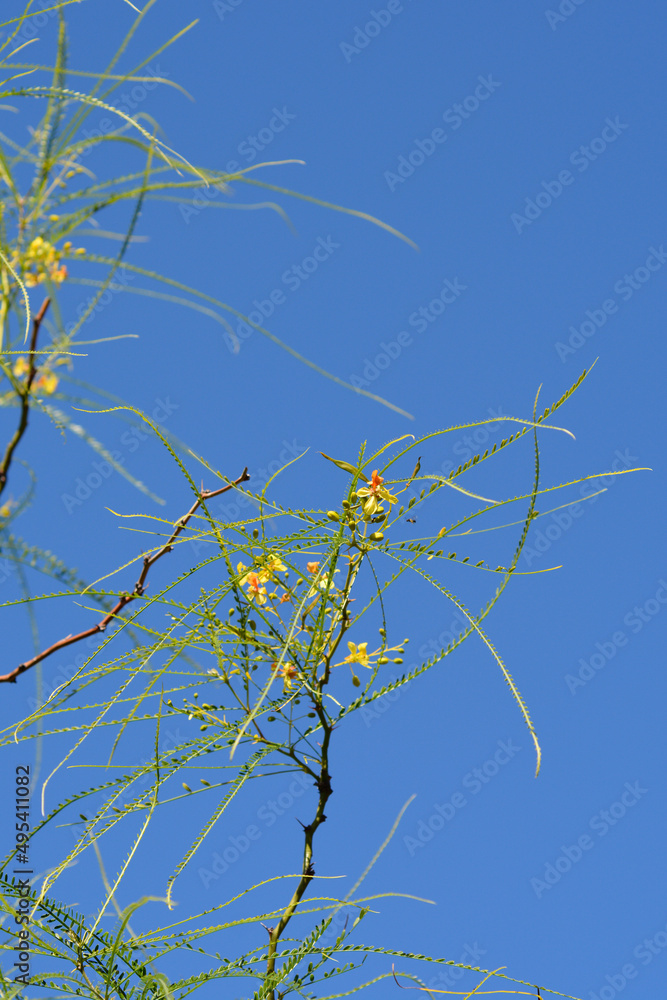 Obraz premium Jerusalem Thorn