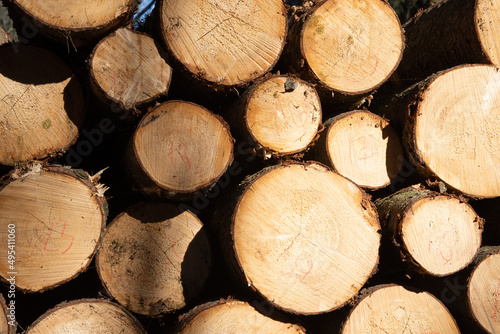 Trunks of a cut pine tree are arranged in a row by a forest road 