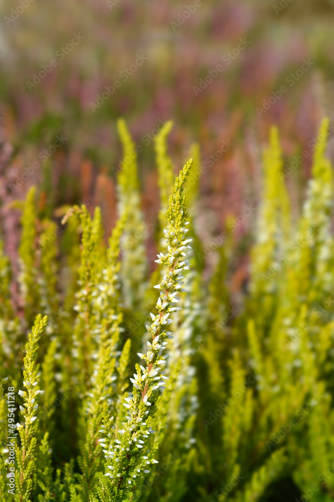 Common heather Common heather