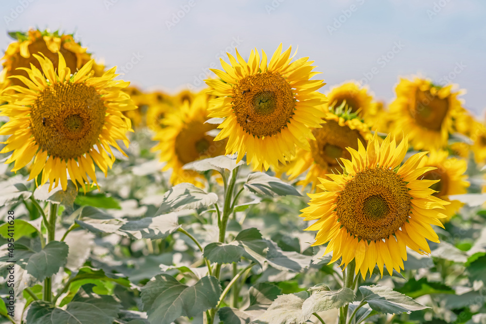 Field of ripening sunflowers on a summer day against the sky close-up